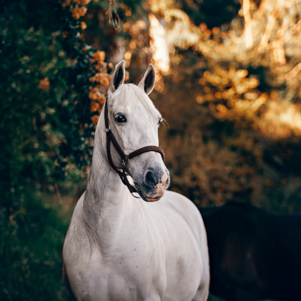Hest