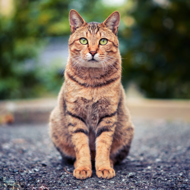 Kat